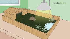 How To Care For A Tortoise With Pictures Wikihow