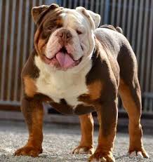 Greenly S Olde English Bulldogges Brindle Black White Blue Carrier Englishbulldog Bulldog Puppies English Bulldog Puppies Bulldog Breeds