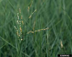 Image result for Panicum repens