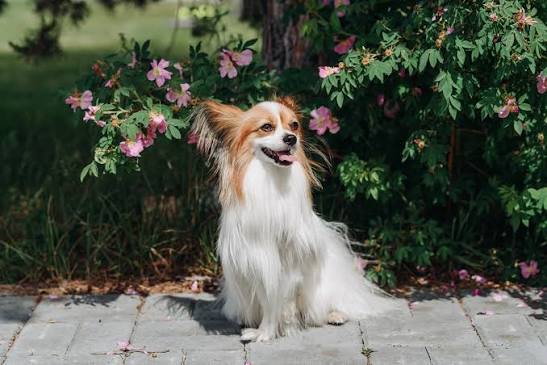 Papillon Dog Breed Health and Care | PetMD