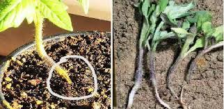 Computation of yield losses, that is, the difference between simulated attainable and actual yields. Tomato Diseases And Symptoms Vikaspedia