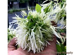 Image result for Chionanthus niloticus