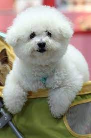 However, the bolognese has a more casual appearance when compared to the tighter curls and groomed look of the bichon. 14 White Small Dog Cute Lovely Propatel