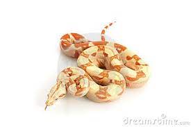 Pin By Lashawnna Amos On Commitments Red Tail Boa Albino Snakes For Sale