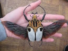 Truly Amazing Goliathus Cacicus Male Insects Goliath Beetle Beautiful Bugs