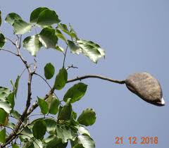 Image result for Isoberlinia tomentosa