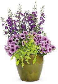 Image result for Ipomoea batatas pots