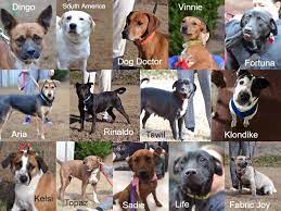 Consult your local veterinarian to make sure you and your family are ready to love and care for the new family member. Petco Adoption Near Me Online Shopping