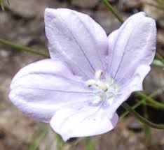 Image result for Wahlenbergia capitata