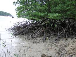 Image result for Rhizophora mucronata