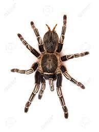 Missing orange female kitty about 6 months la pine (bnd > la pine) pic hide this posting restore restore this posting. Costarican Zebra Tarantula Also Known As The Striped Knee Tarantula Stock Photo Picture And Royalty Free Image Image 23365269