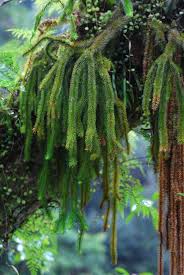 Image result for Huperzia dacrydioides