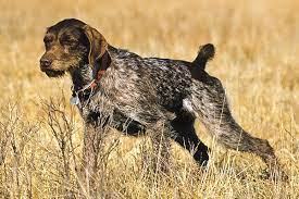 This breeder is a member of. Breed Profile German Wirehaired Pointer