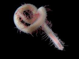 Image result for Polystachya polychaete