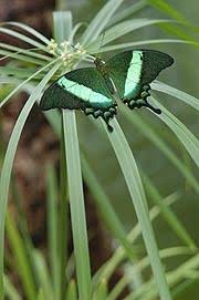 In zeiten von corona stehen die sicherheit und die gesundheit unserer gäste und unseres personals an erster stelle. Botanischer Garten Munchen Nymphenburg Tropische Schmetterlinge Sonderausstellung Lebende Exotische Schmetterlinge Im Wasserpflanzenhaus 22 12 2020 Bis 15 03 2020 Von Gefrassigen Miniaturdrachen Zu Fliegenden Edelsteinen