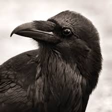 Names Birds That Start With Q Https Www Google Be Search Q Calling Raven Crows Ravens Black Bird Raven
