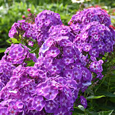 Image result for Phlox paniculata