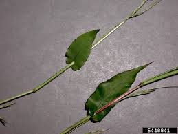 Image result for Arthraxon hispidus