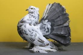 Perbedaan ukuran dan jarak dari pinggang/brutu merpati baik itu ukuran besar, kecil, sedang tentu akan mempengaruhi kinerja organ lain dari burung merpati tersebut. Inilah Berbagai Jenis Dan Foto Burung Dara Terlengkap