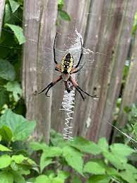 I only have a handful of spider pictures from texas, but many of the species in my arachnid gallery in the garden i saw a brown spider with one single thin gold band around the middle. Argiope Aurantia Wikipedia