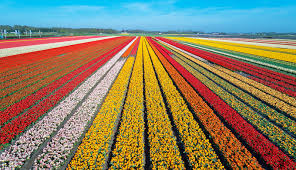 Fields is a science instrument on the parker solar probe (psp), designed to measure magnetic fields in the solar corona during its mission to study the sun. Visit The Prettiest Flower Fields Of The Netherlands Holland Com