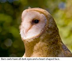 Owls living in captivity tend to live longer than owls in the wild. Wild Birds Unlimited Nature Shop