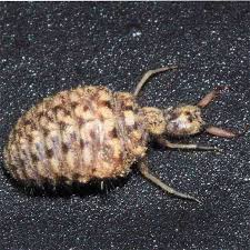 Image result for Antrocaryon nannanii