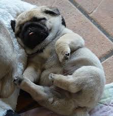 this little ball of pug stuffing cutepugpuppies pug pug kopekler kopek