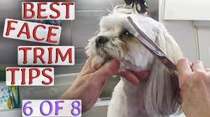 Learn To Trim Your Dogs Face How To 6 Of 8 Youtube Dog Face Dogs Dog Grooming Tips