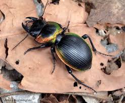 Image result for Mostuea batesii