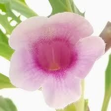 Image result for Pterodiscus elliottii