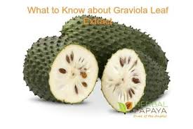 5 Benefits Of Graviola Leaf Tea Herbal Goodness Unique Fruit Cancer Prevention Foods Fruit