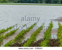 We did not find results for: Hochwasser Im Jahr 2013 Osterreich Hochwasser Und Uberschwemmungen In Der Landwirtschaft Hochwasser 2013 Oesterreich Ueberflutungen Und Ueberschwemm Stockfotografie Alamy
