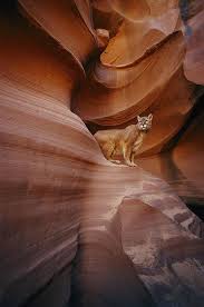 A Mountain Lion Pauses On A Ledge By Norbert Rosing Chats Sauvages Animaux Photographie