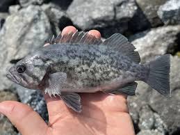 Image result for Sebaea junodii