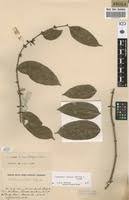 Image result for Landolphia robustior