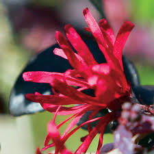 The fringe flower shrub is native to china, japan and parts of southeast asia. Ever Red Fringe Flower Finegardening