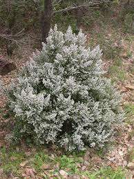 Image result for Erica arborea