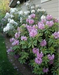 Rhododendrons My Favorite Spring Shrub Stamping The Soil A Landscaper S Footprint Rhododendron Shrubs Landscape