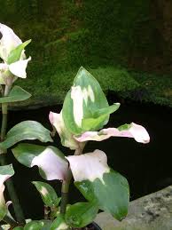 Image result for Murdannia tenuissima