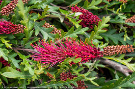 Image result for Euphorbia depauperata