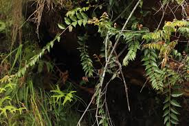 Image result for Gerrardinaceae