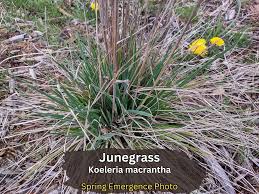 Image result for Koeleria