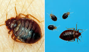 Image result for bed bugs