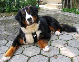 Golden mountain are an excellent choice, they are calm, social, very loyal/devoted to their family, water dog, love to retrieve, with a healthier longer life than full bernese. Bernese Mountain Dog Info Temperament Puppies Training Pictures