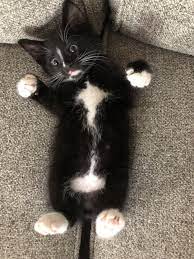 My Little Guy Benny Cute Baby Cats Baby Cats Baby Animals