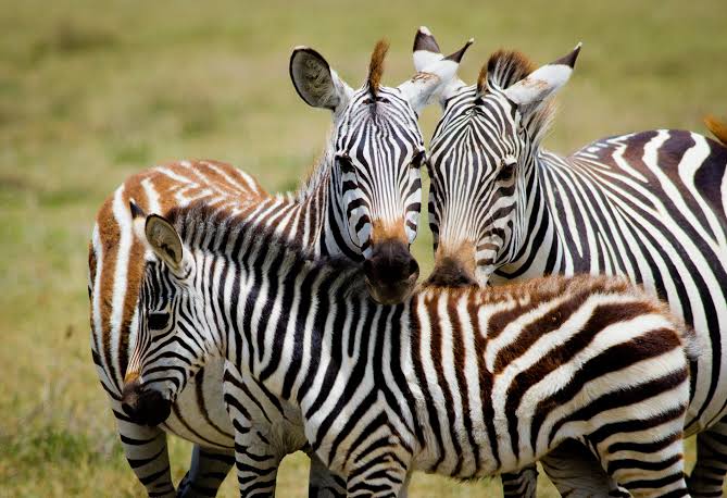 5 Days Tarangire, Manyara & Ngorongoro Safari Gallery