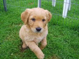 Gorgeous golden retriever puppies kc only 1 left. Golden Retriever Puppies For Sale In Nh Petsidi