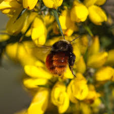 Image result for Bombus monticola