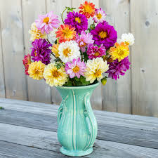 Image result for Aquilegia pompom mix